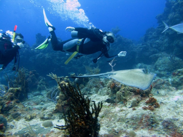 Tauchen mit Mantarochen 